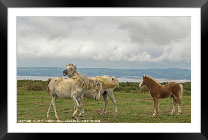 Frisky horses on the Gower Framed Mounted Print by Jenny Hibbert