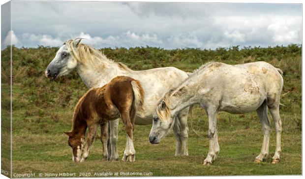 Three horses on the Gower  Canvas Print by Jenny Hibbert