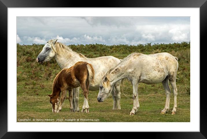 Three horses on the Gower  Framed Mounted Print by Jenny Hibbert