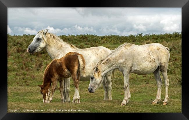 Three horses on the Gower  Framed Print by Jenny Hibbert