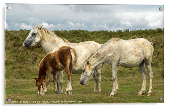 Three horses on the Gower  Acrylic by Jenny Hibbert