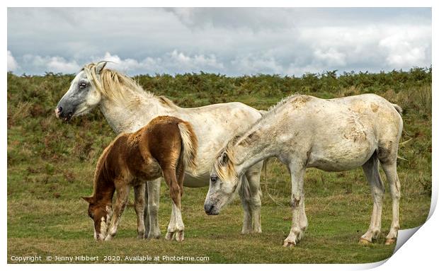 Three horses on the Gower  Print by Jenny Hibbert