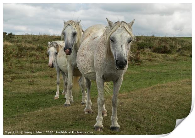 Three White horses on the Gower Peninsular Print by Jenny Hibbert