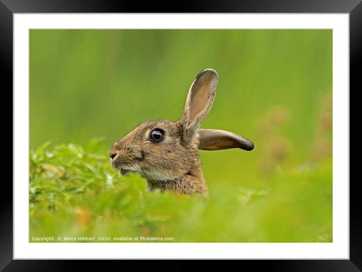 Wild Rabbit listening  Framed Mounted Print by Jenny Hibbert