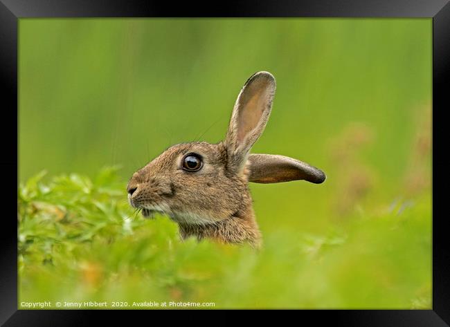 Wild Rabbit listening  Framed Print by Jenny Hibbert