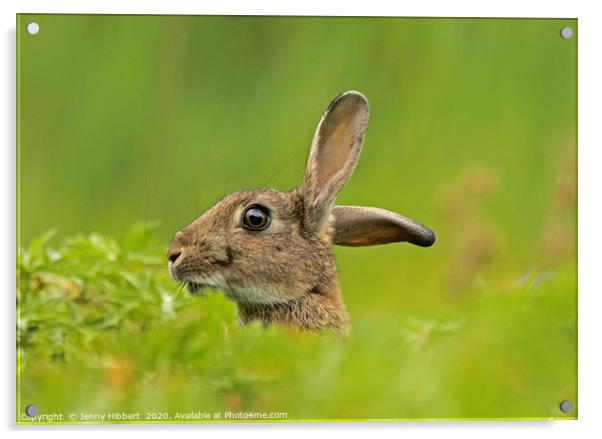 Wild Rabbit listening  Acrylic by Jenny Hibbert