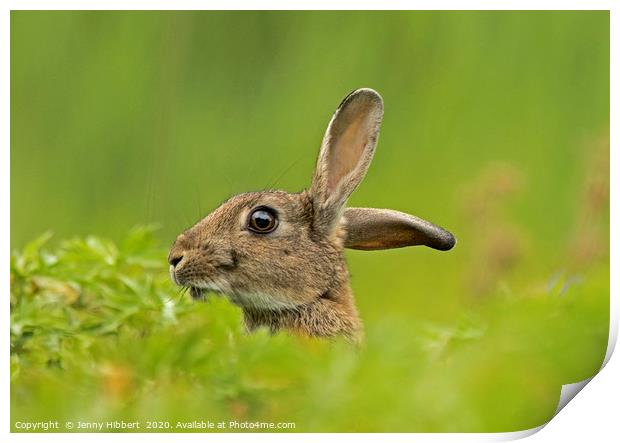 Wild Rabbit listening  Print by Jenny Hibbert