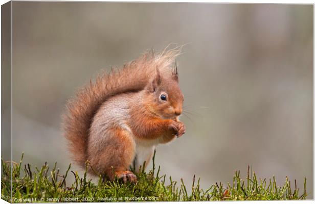 Red Squirrel in Scotland Canvas Print by Jenny Hibbert