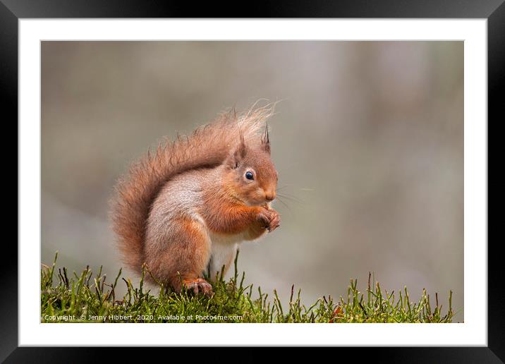 Red Squirrel in Scotland Framed Mounted Print by Jenny Hibbert