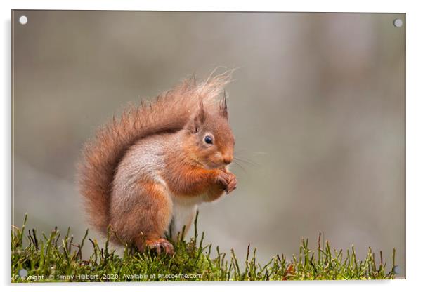 Red Squirrel in Scotland Acrylic by Jenny Hibbert