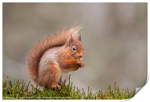 Red Squirrel in Scotland Print by Jenny Hibbert