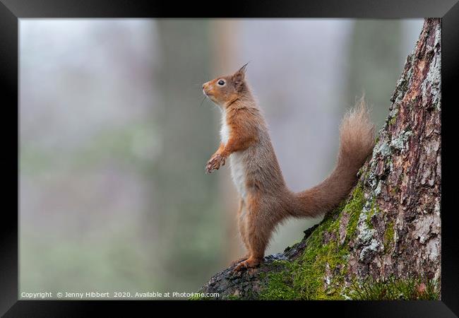 Alert Red Squirrel Scotland Framed Print by Jenny Hibbert