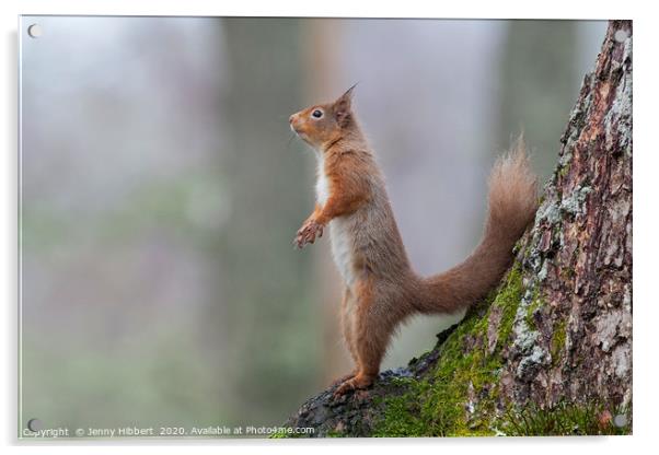 Alert Red Squirrel Scotland Acrylic by Jenny Hibbert