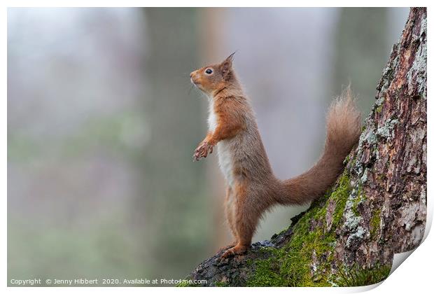 Alert Red Squirrel Scotland Print by Jenny Hibbert