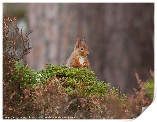 Red Squirrel looking very cheeky in Scotland Print by Jenny Hibbert
