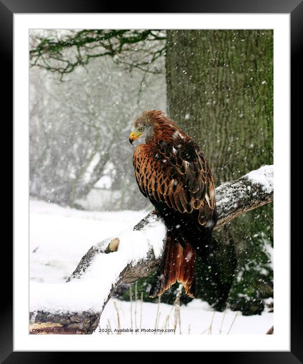 Red Kite in heavy snow Wales Framed Mounted Print by Jenny Hibbert