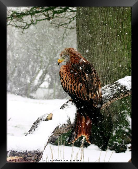 Red Kite in heavy snow Wales Framed Print by Jenny Hibbert