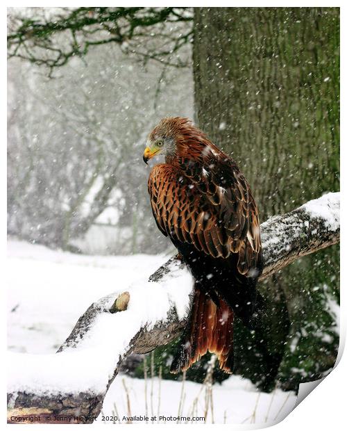 Red Kite in heavy snow Wales Print by Jenny Hibbert