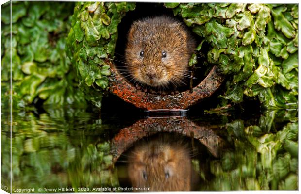 Water Vole peeping out of a pipe Canvas Print by Jenny Hibbert