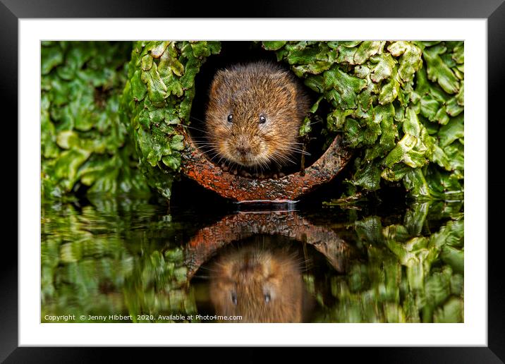 Water Vole peeping out of a pipe Framed Mounted Print by Jenny Hibbert