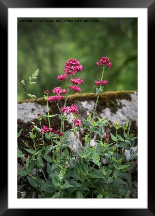 Wild flowers growing on old wall Framed Mounted Print by Kevin White