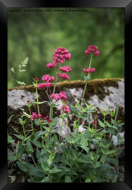 Wild flowers growing on old wall Framed Print by Kevin White