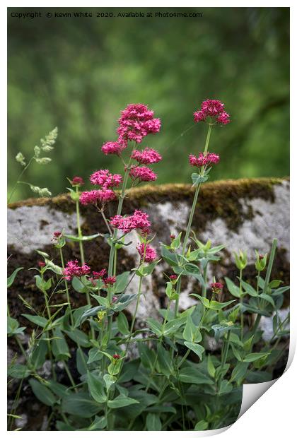 Wild flowers growing on old wall Print by Kevin White