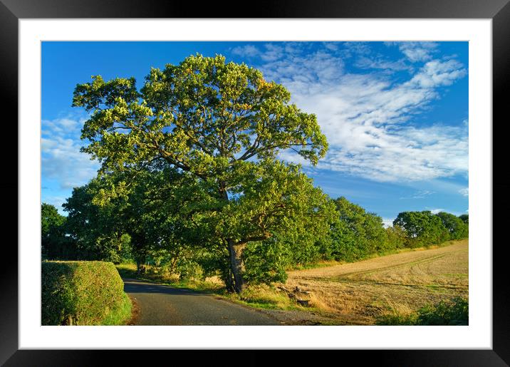 Scholes Lane, South Yorkshire                      Framed Mounted Print by Darren Galpin