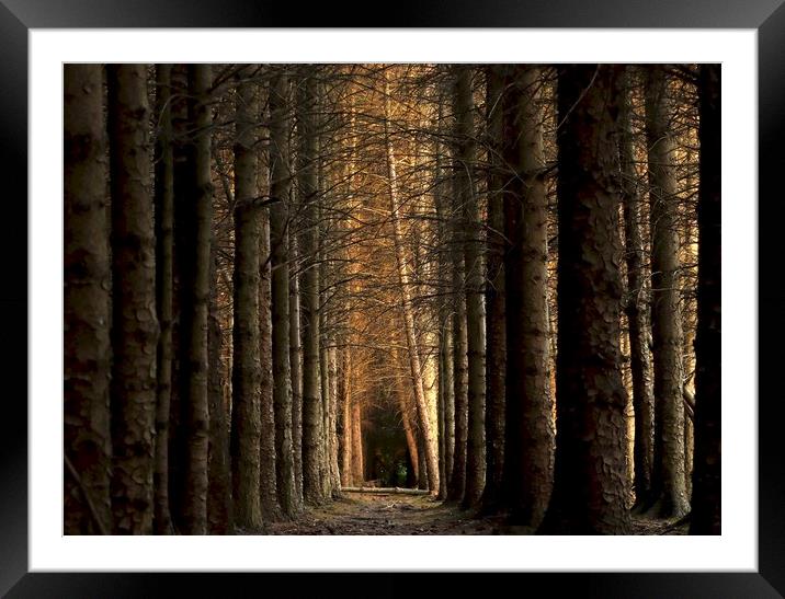 Morpeth Borough Woods Northumberland  Framed Mounted Print by David Thompson