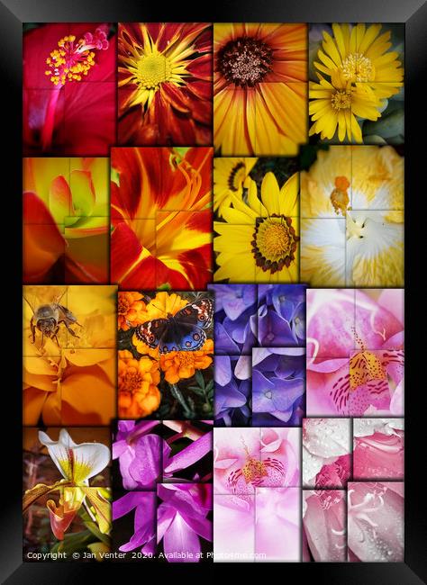 Floral Collage Framed Print by Jan Venter