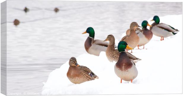 winter beaching of Mallard ducks Canvas Print by Maria Galushkina