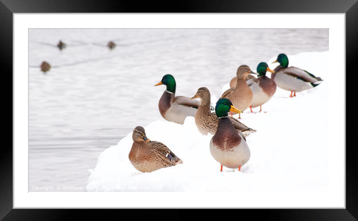 winter beaching of Mallard ducks Framed Mounted Print by Maria Galushkina