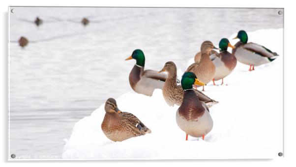 winter beaching of Mallard ducks Acrylic by Maria Galushkina