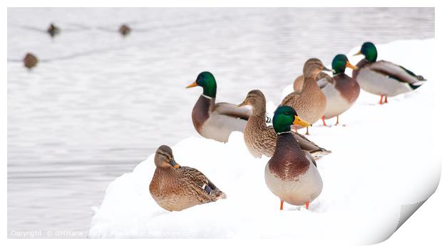 winter beaching of Mallard ducks Print by Maria Galushkina
