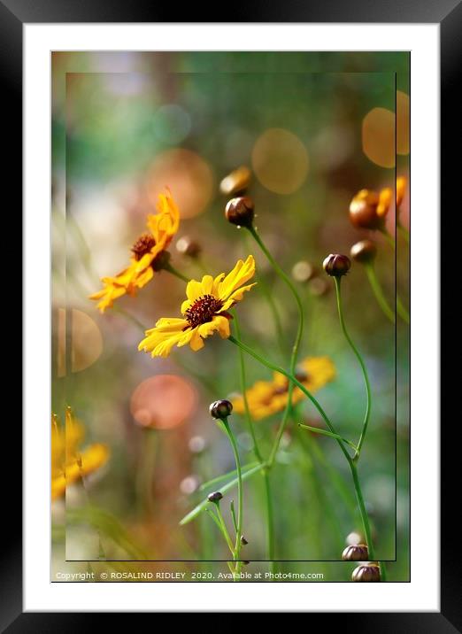 ""Sunlight on the Cosmos" Framed Mounted Print by ROS RIDLEY