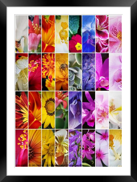 Tall colourful flower collage Framed Mounted Print by Jan Venter