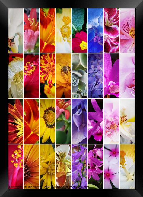 Tall colourful flower collage Framed Print by Jan Venter