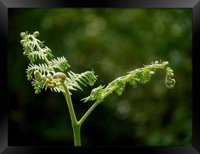 Unfurling Framed Print by susan potter