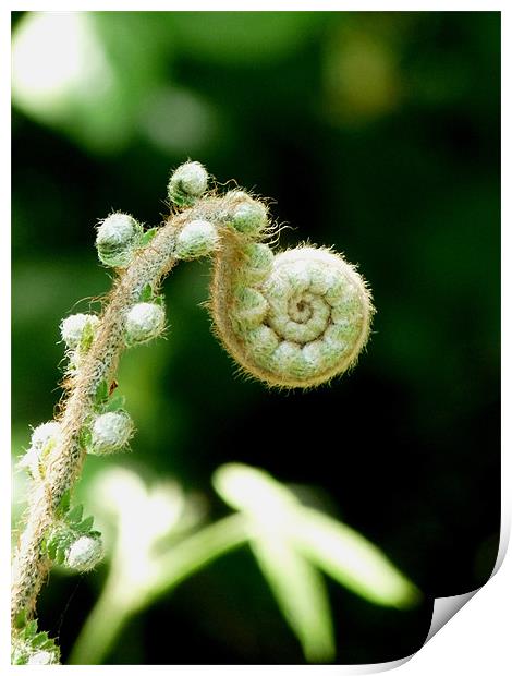 New Life Unfolding Print by susan potter