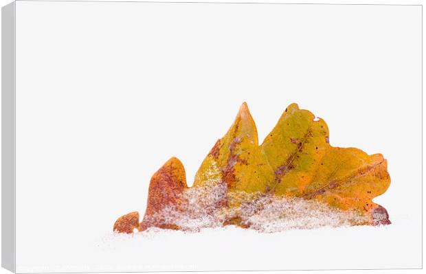  Oak leaf in snow Canvas Print by Maria Galushkina