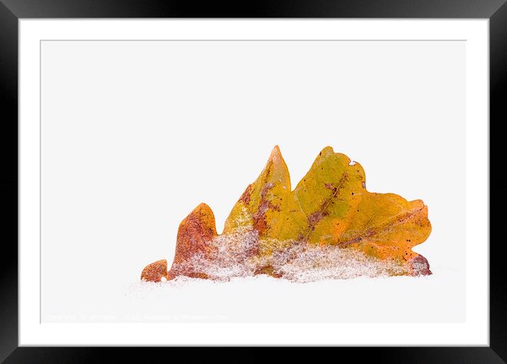  Oak leaf in snow Framed Mounted Print by Maria Galushkina