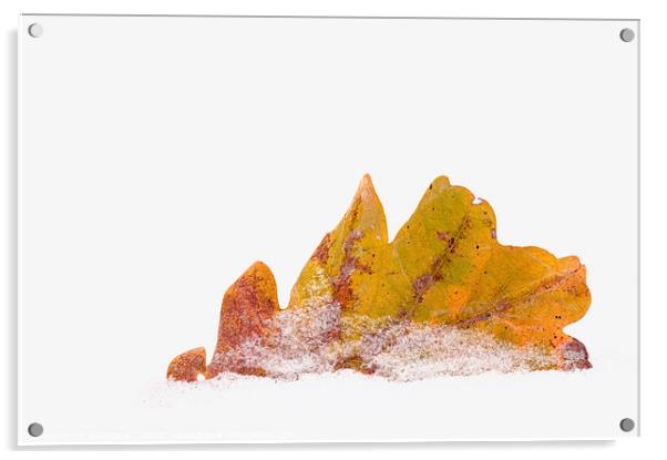  Oak leaf in snow Acrylic by Maria Galushkina