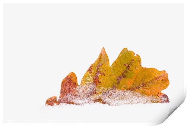  Oak leaf in snow Print by Maria Galushkina