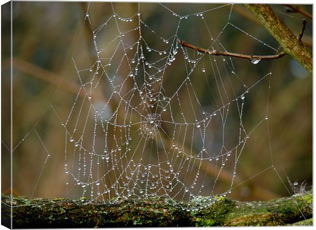 Morning Dew on Spiders web Canvas Print by susan potter