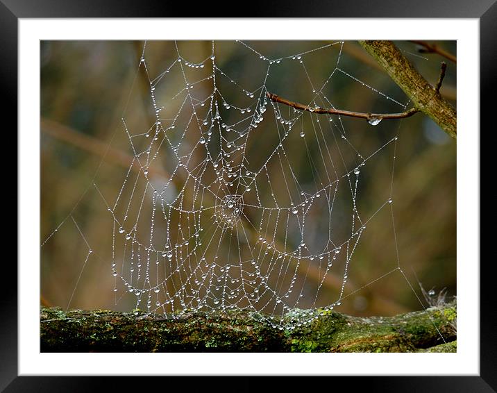 Morning Dew on Spiders web Framed Mounted Print by susan potter