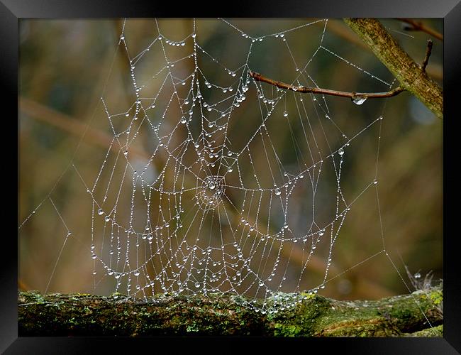 Morning Dew on Spiders web Framed Print by susan potter