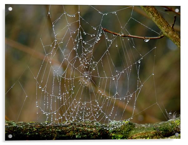 Morning Dew on Spiders web Acrylic by susan potter