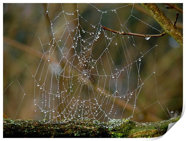 Morning Dew on Spiders web Print by susan potter