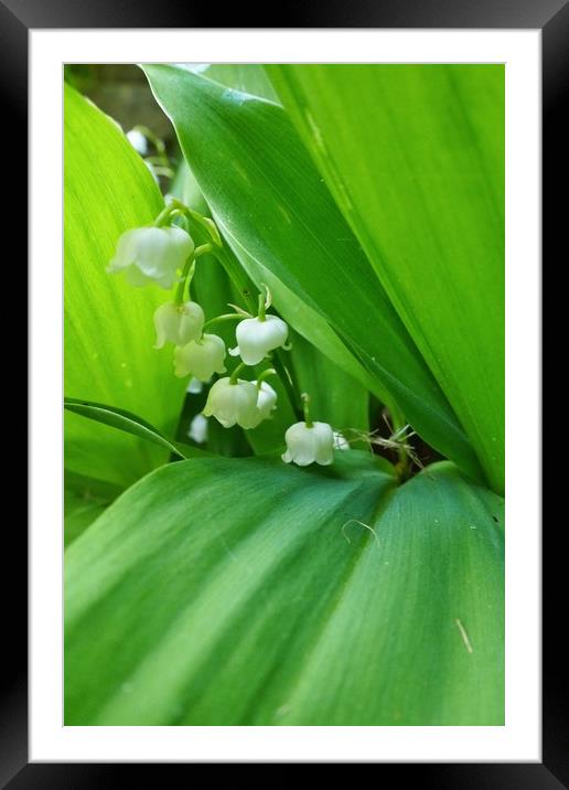Lily of the Valley Flowers Framed Mounted Print by Jeremy Hayden