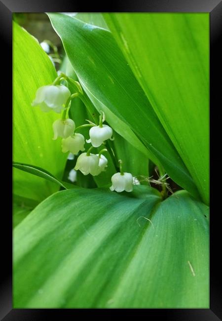 Lily of the Valley Flowers Framed Print by Jeremy Hayden
